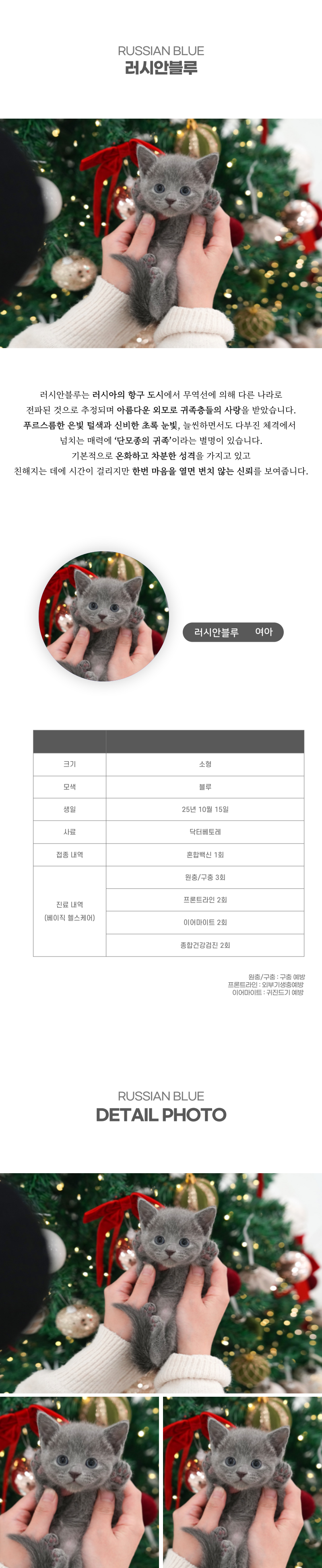 러시안블루_상세이미지_2