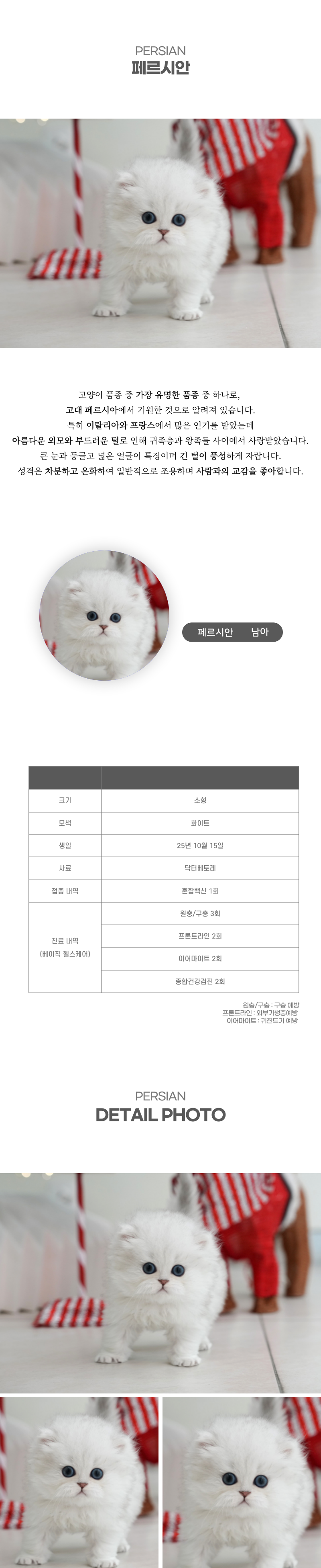 페르시안_상세이미지_2