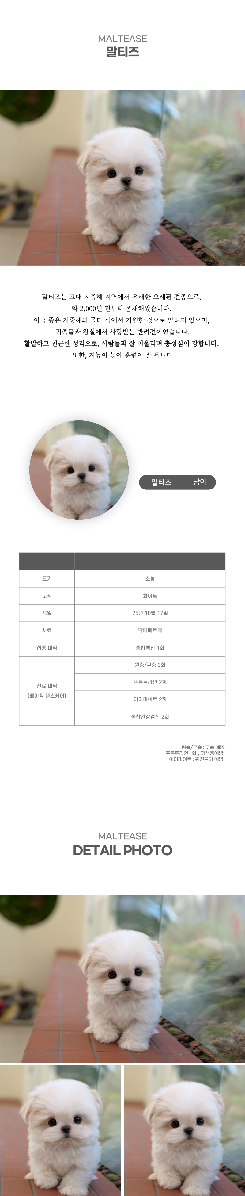 말티즈_상세이미지_2