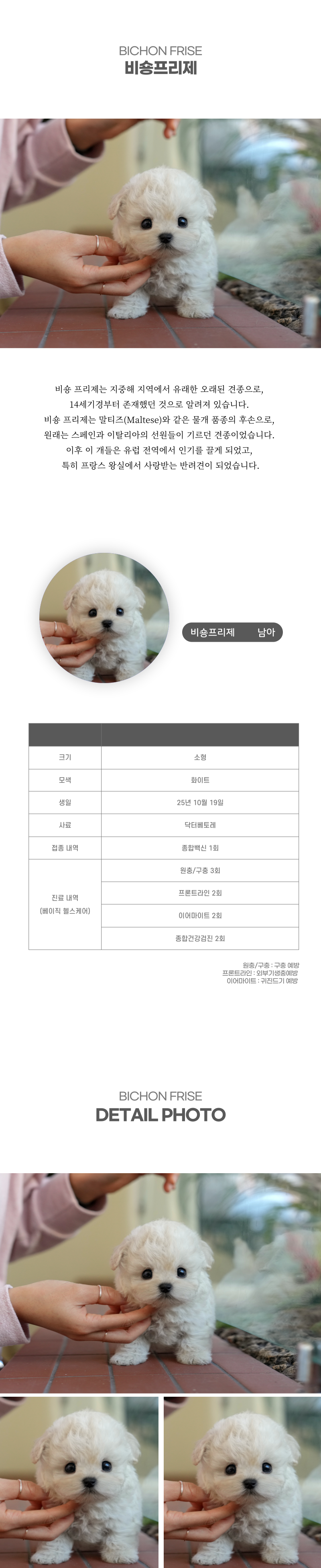미니비숑_상세이미지_2