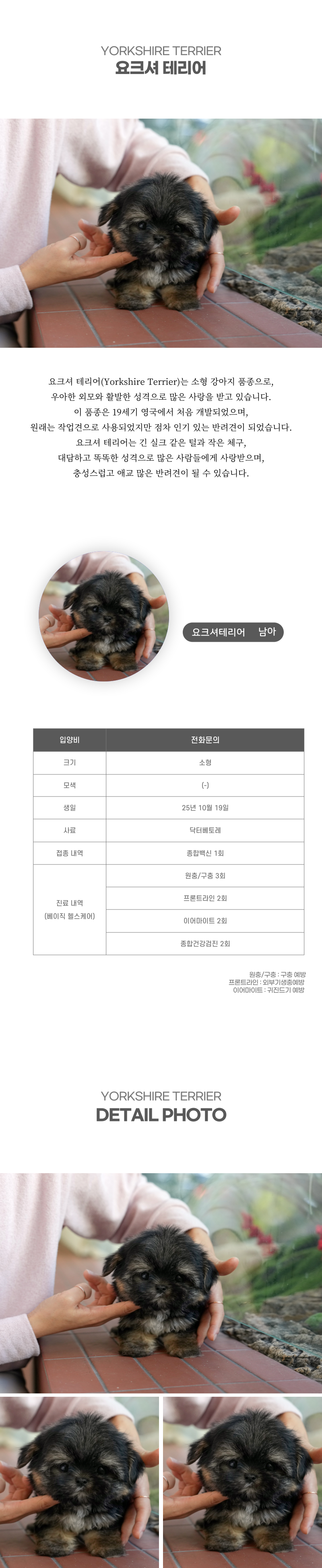 요크셔테리어_상세이미지_2
