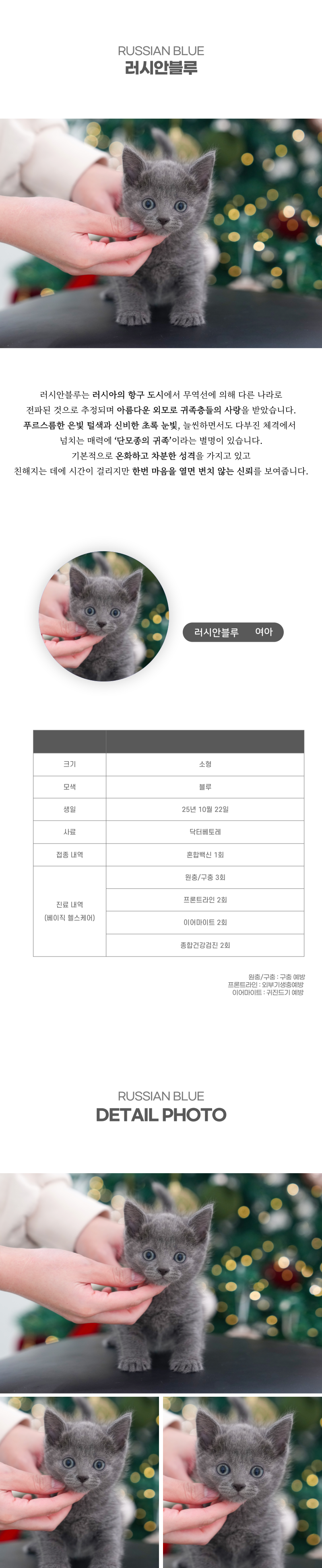러시안블루_상세이미지_2