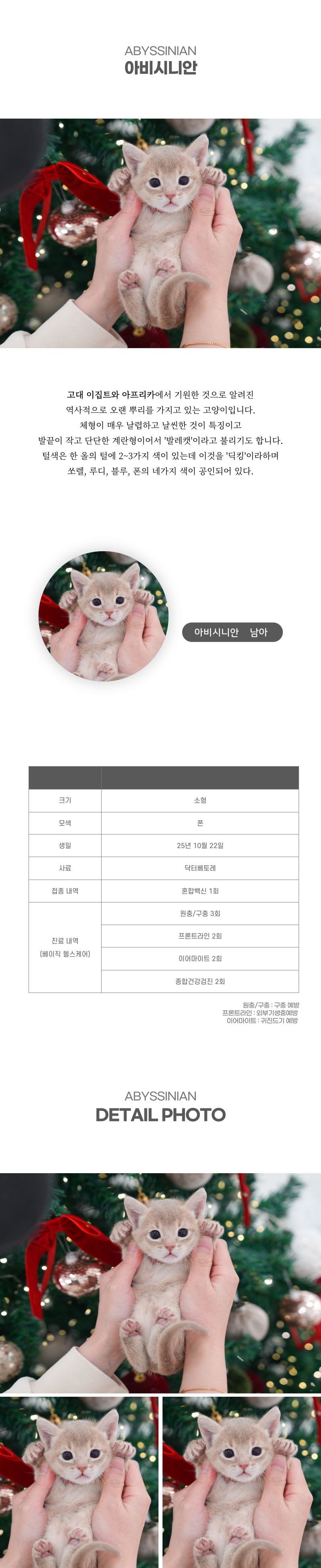 아비시니안_상세이미지_2