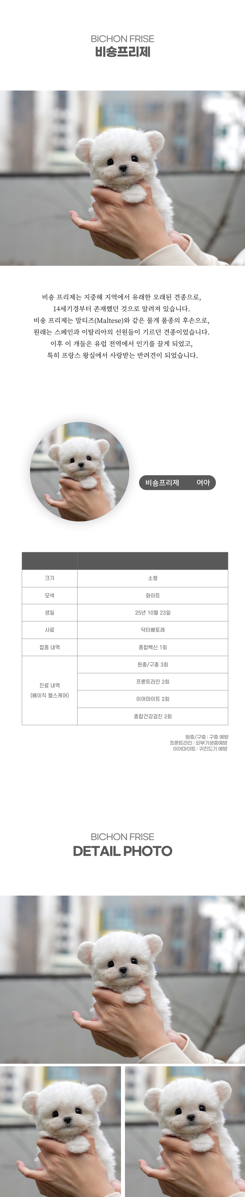 미니비숑_상세이미지_2