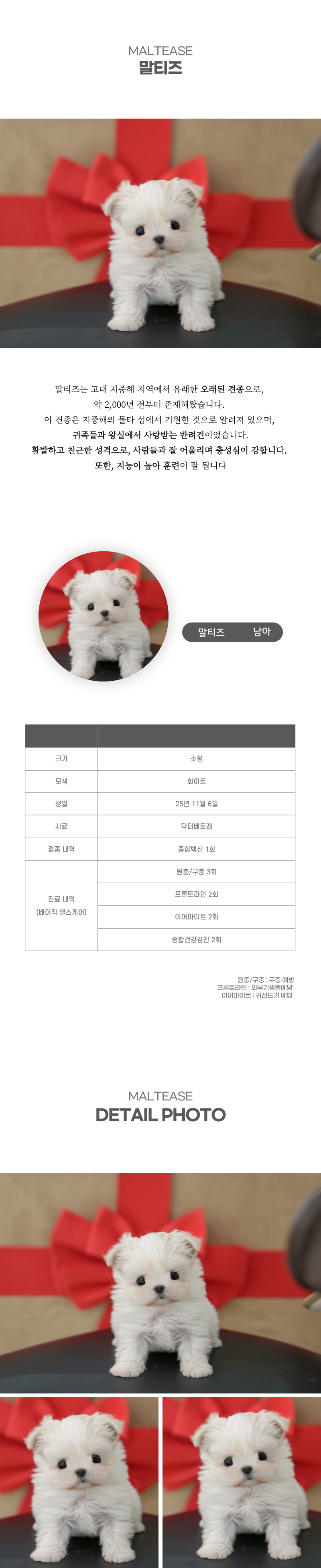 말티즈_상세이미지_2