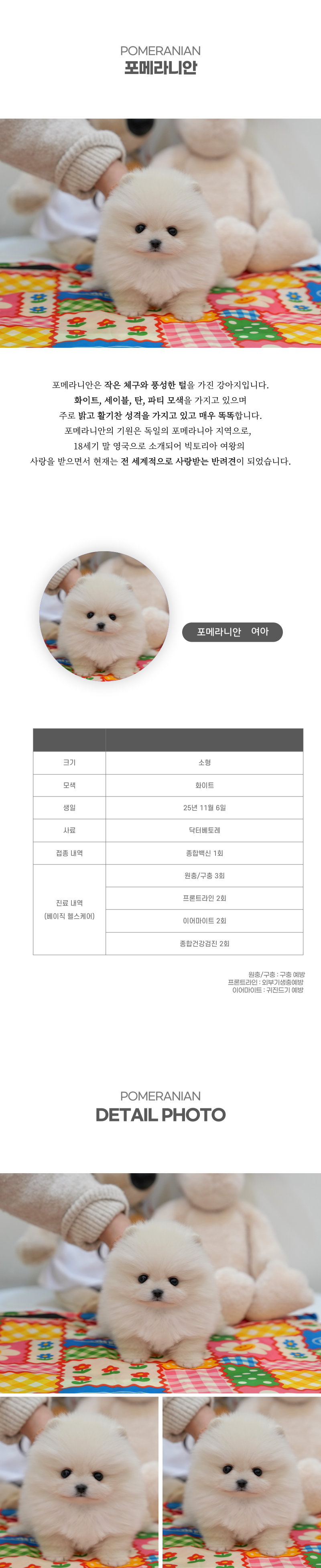 포메라니안_상세이미지_2