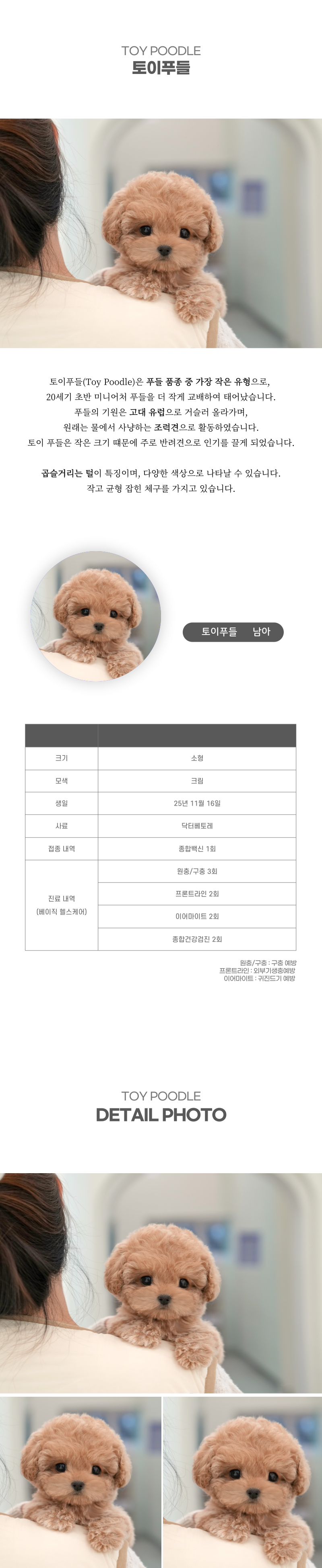 토이푸들_상세이미지_2