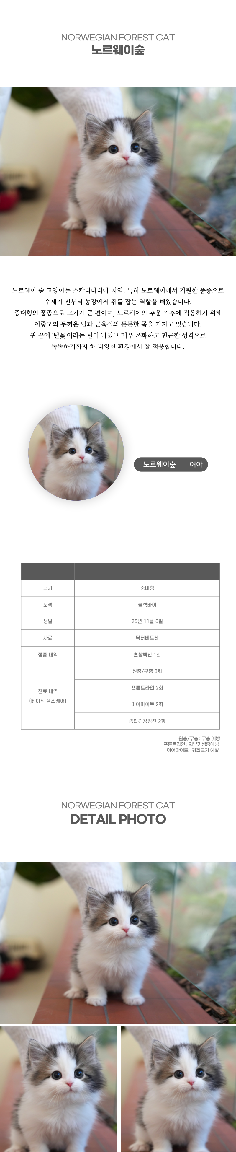 노르웨이숲_상세이미지_2