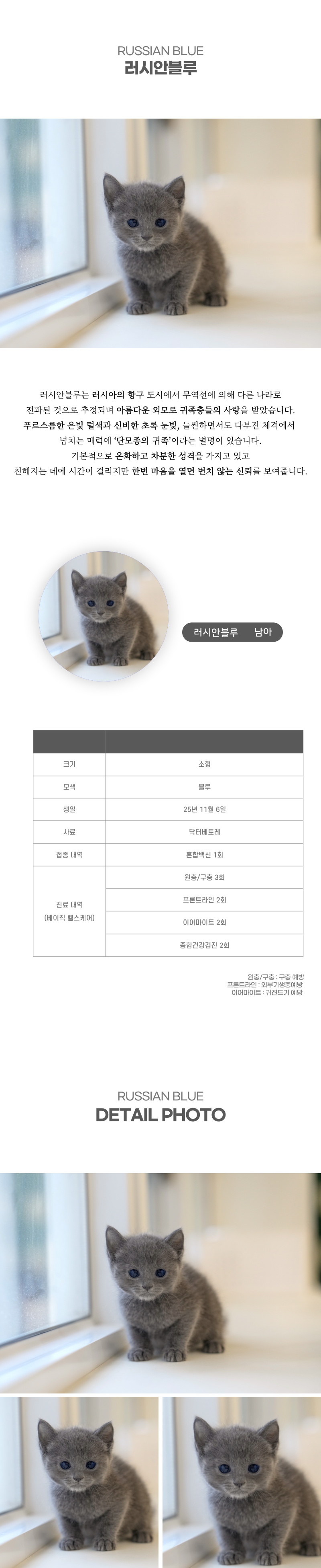 러시안블루_상세이미지_2