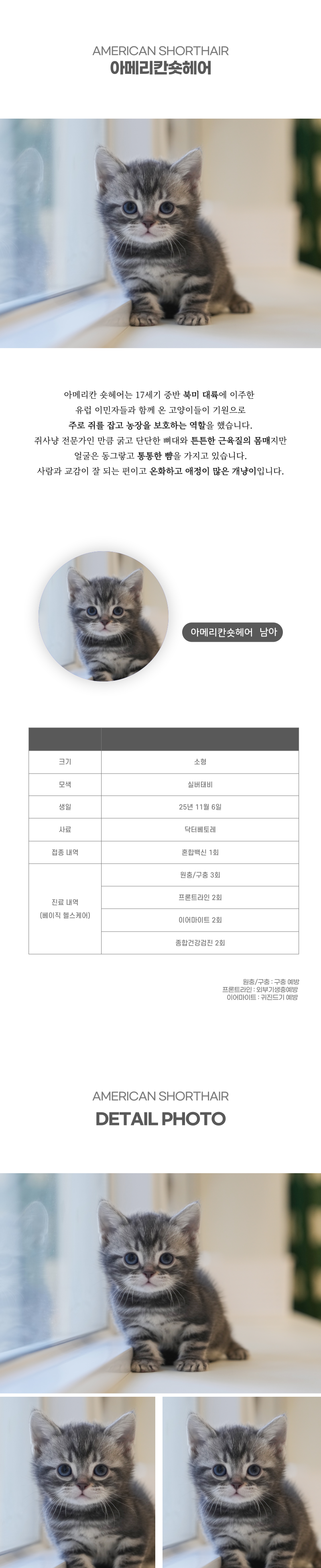 아메리칸숏헤어_상세이미지_2
