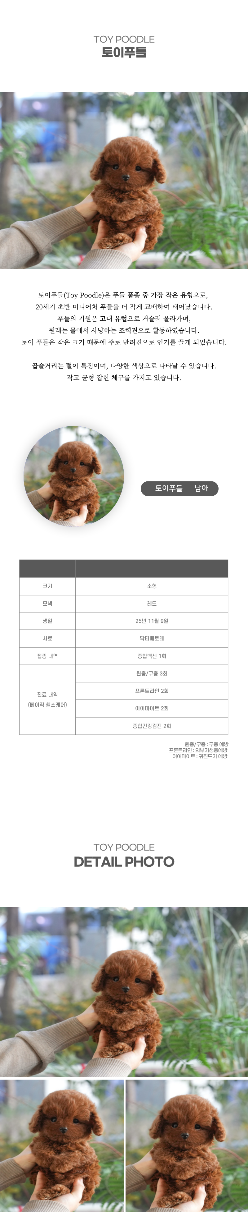 토이푸들_상세이미지_2