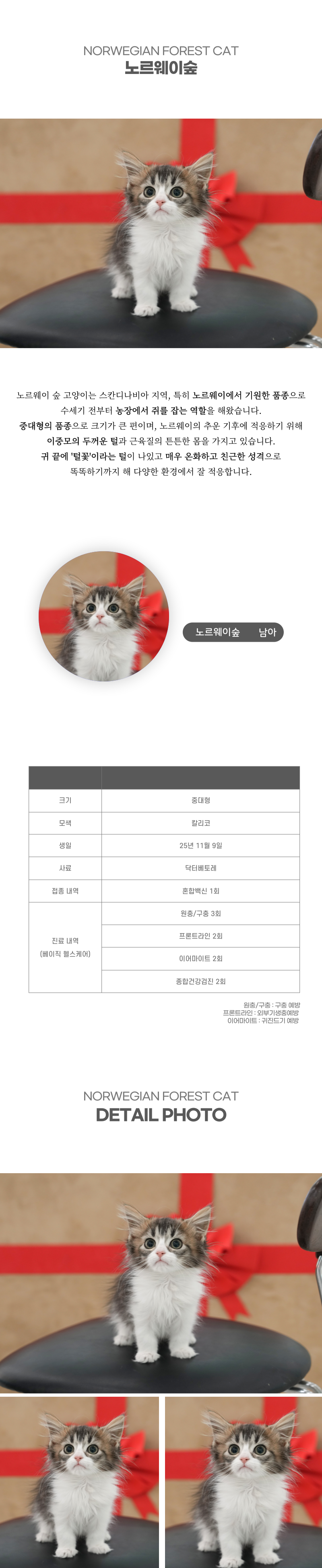 노르웨이숲_상세이미지_2