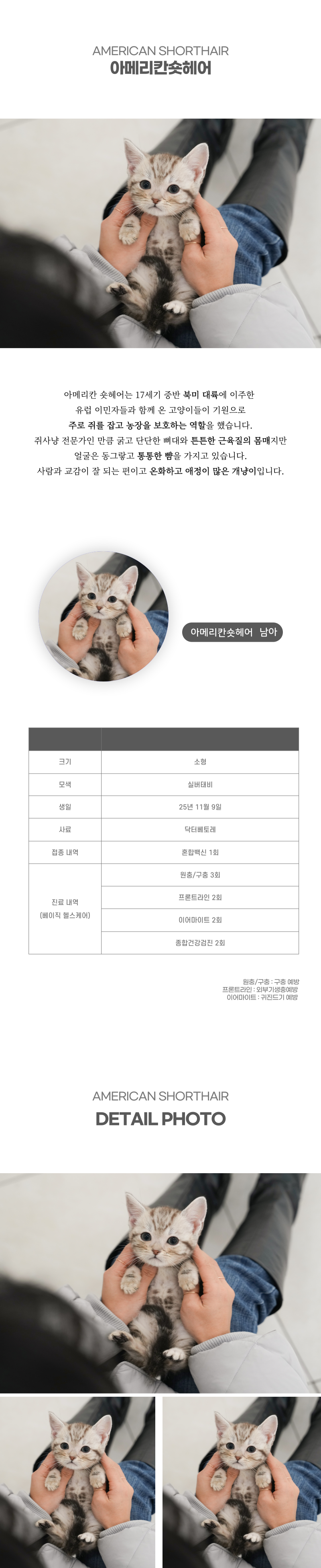 아메리칸숏헤어_상세이미지_2
