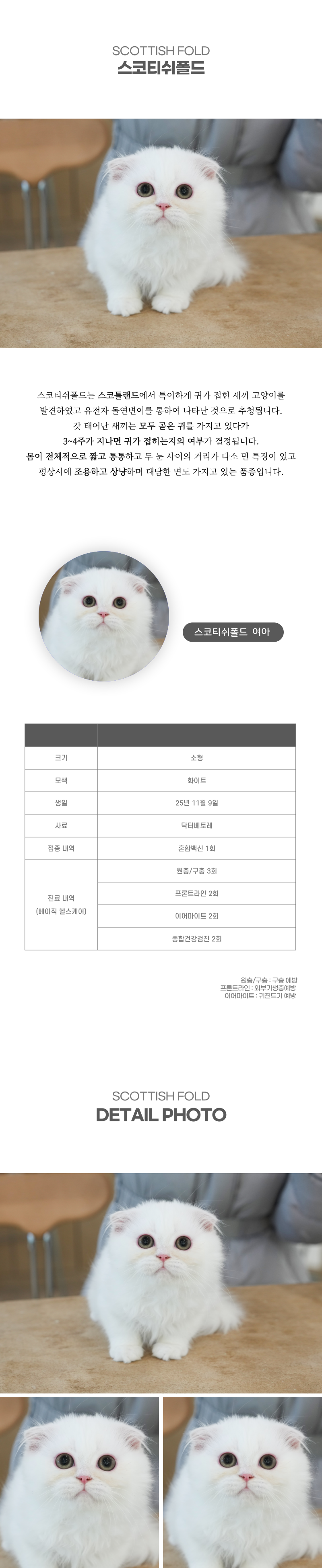 스코티쉬폴드_상세이미지_2