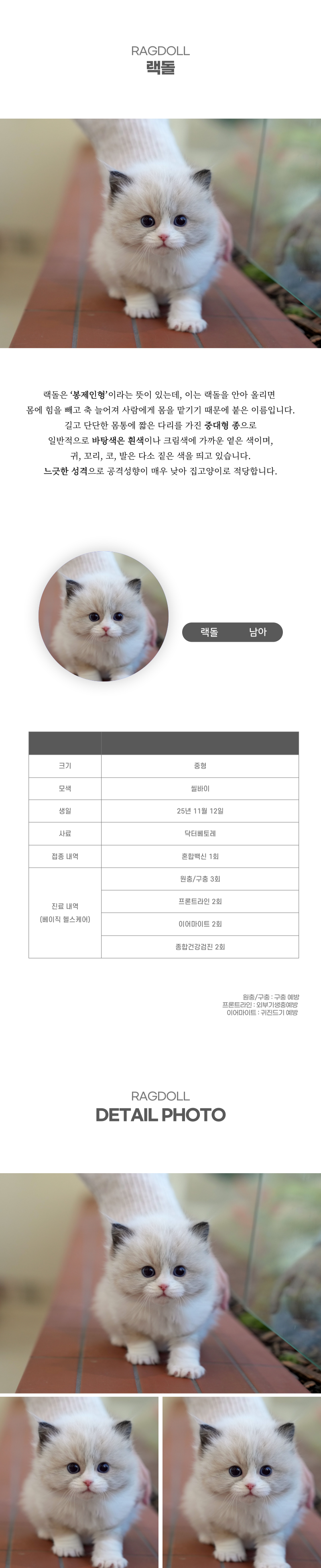 랙돌_상세이미지_2