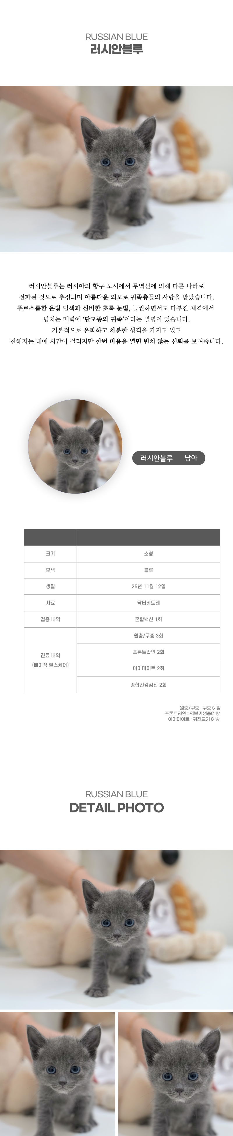 러시안블루_상세이미지_2