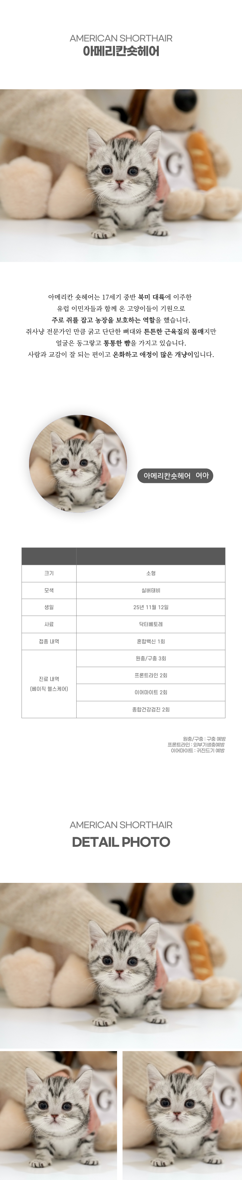 아메리칸숏헤어_상세이미지_2