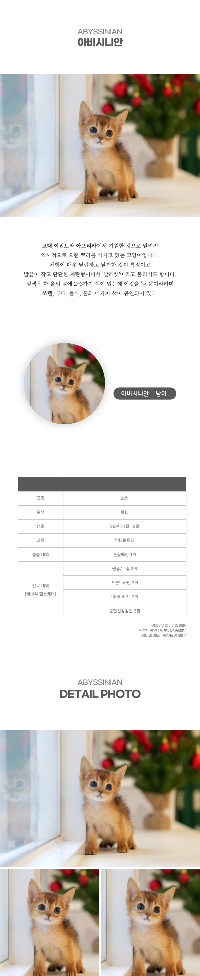 아비시니안_상세이미지_2