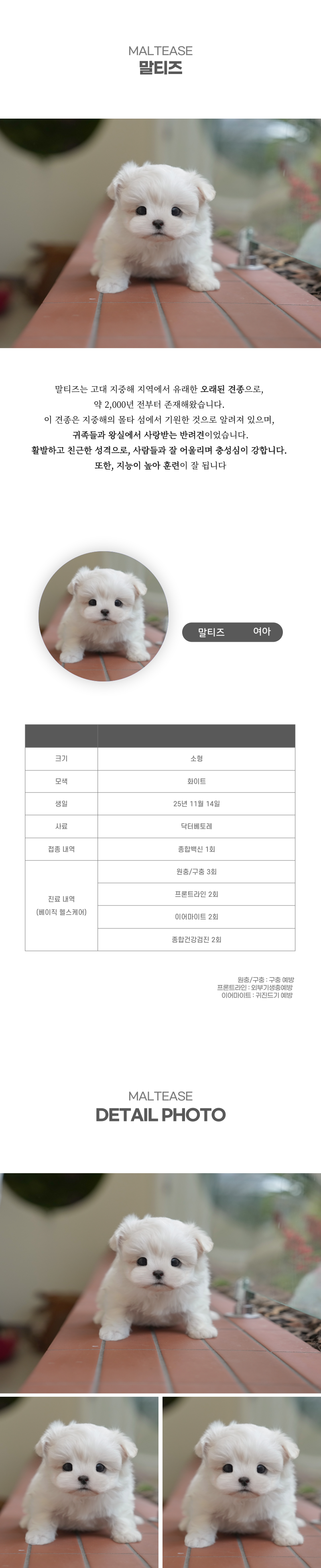 말티즈_상세이미지_2