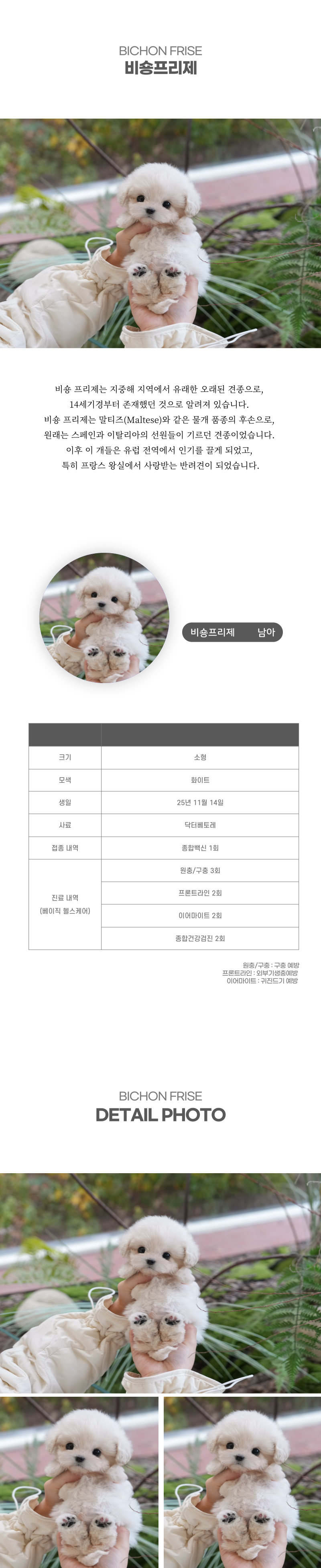 미니비숑_상세이미지_2