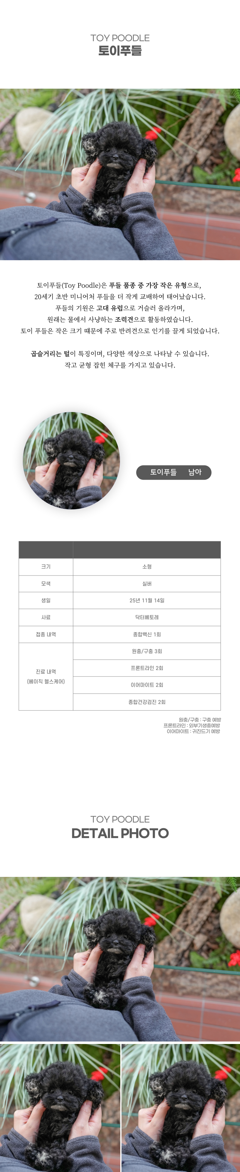 토이푸들_상세이미지_2