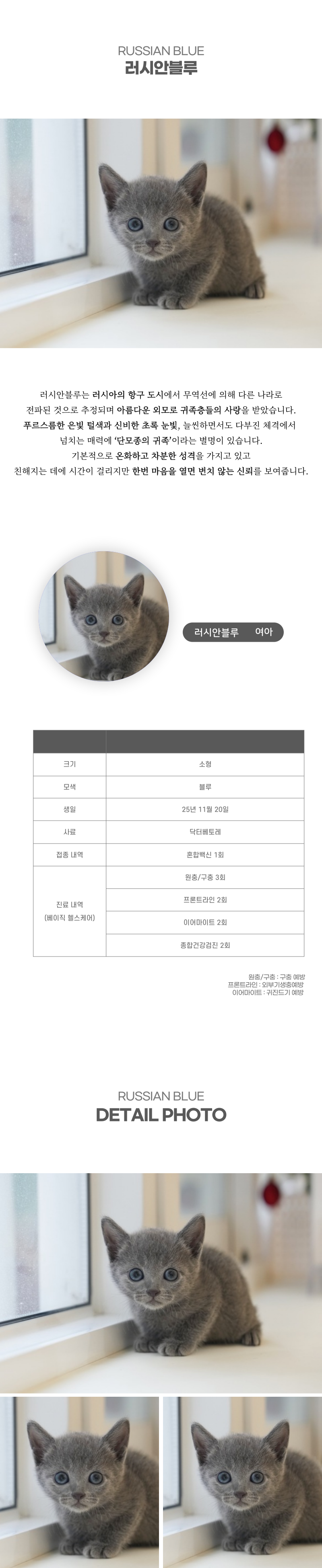 러시안블루_상세이미지_2