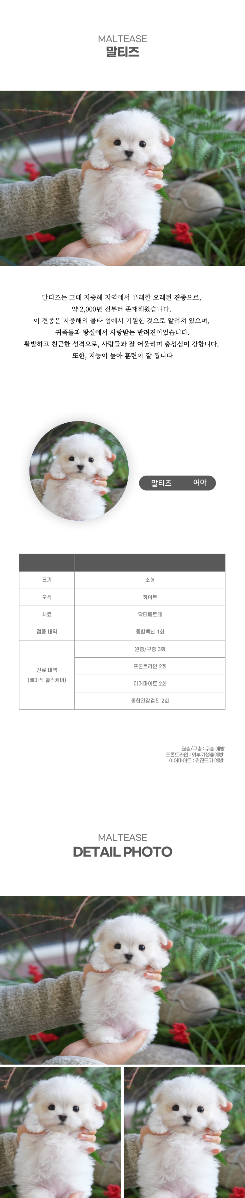 말티즈_상세이미지_2