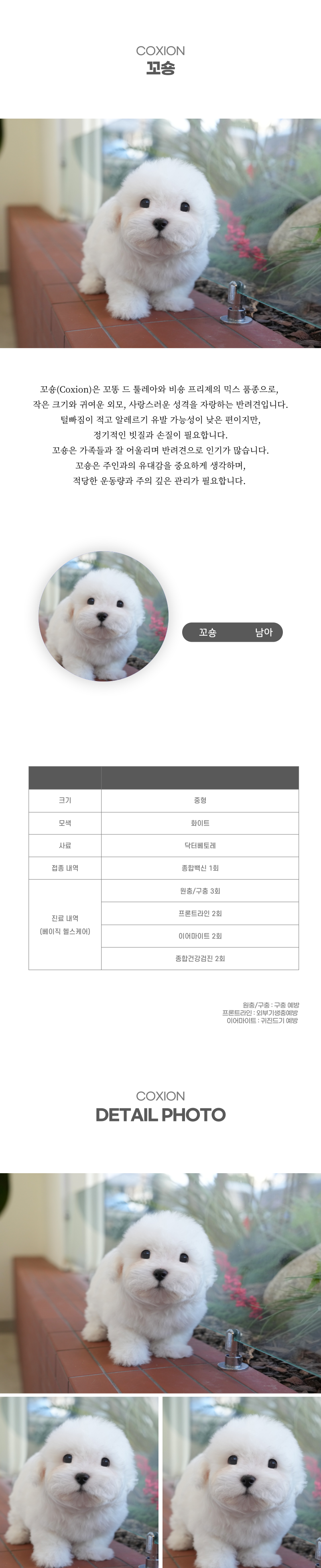 꼬숑_상세이미지_2
