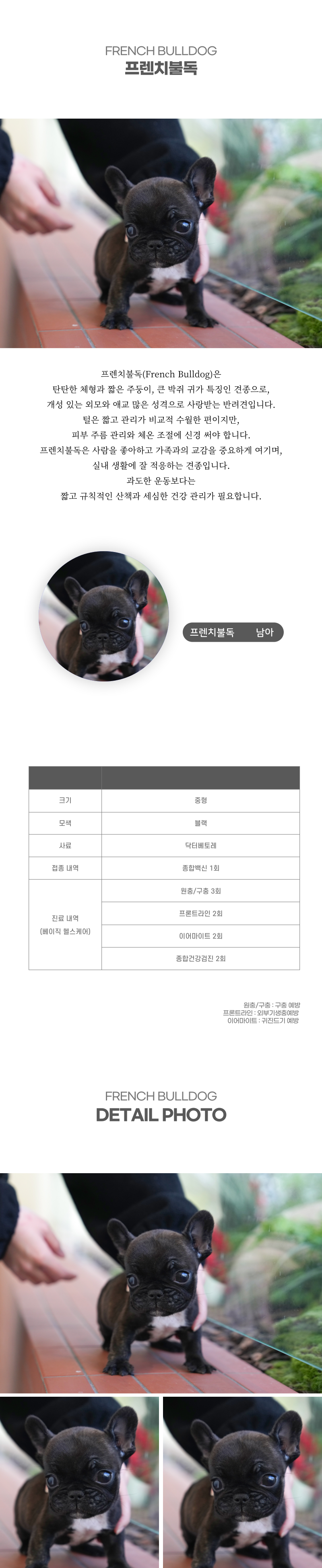 프렌치불독_상세이미지_2