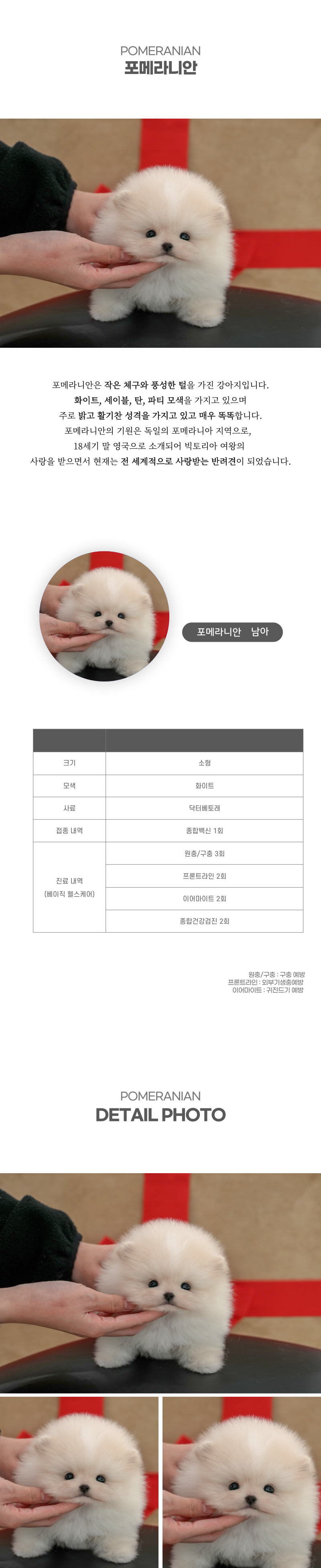 포메라니안_상세이미지_2