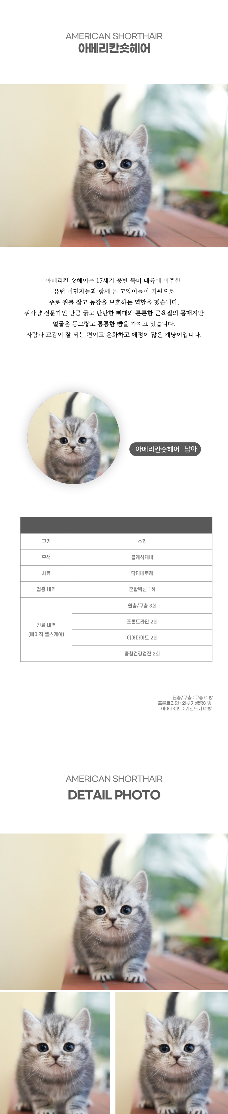 아메리칸숏헤어_상세이미지_2