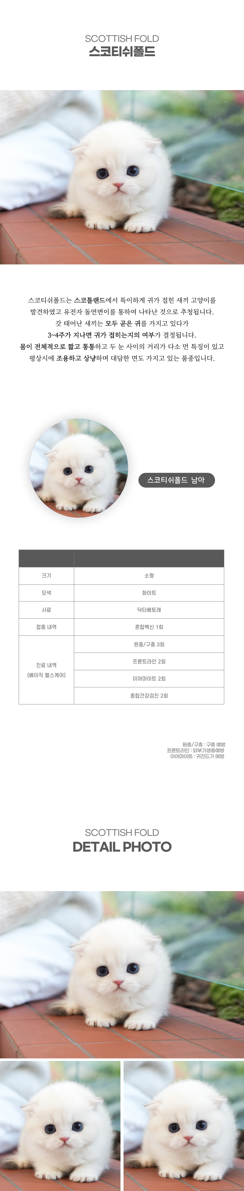 스코티쉬폴드_상세이미지_2