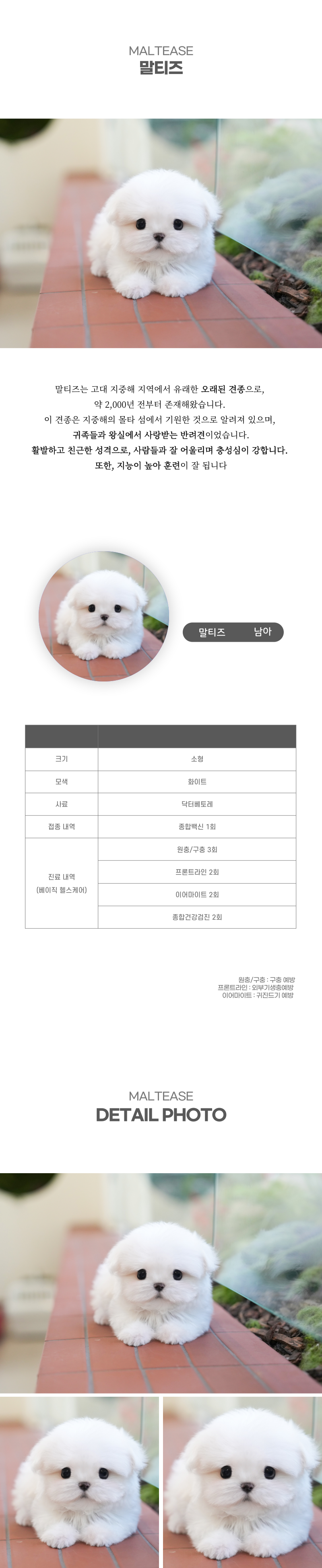말티즈_상세이미지_2