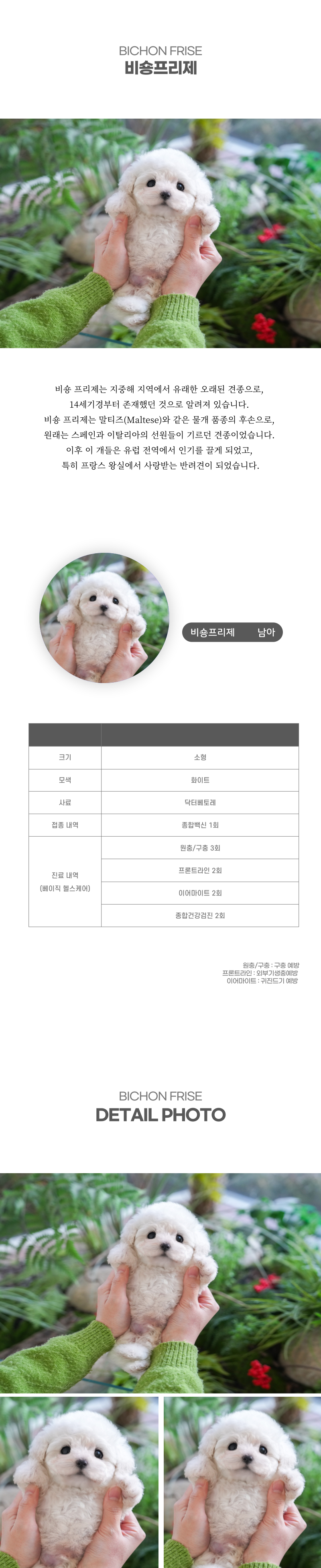 미니비숑_상세이미지_2