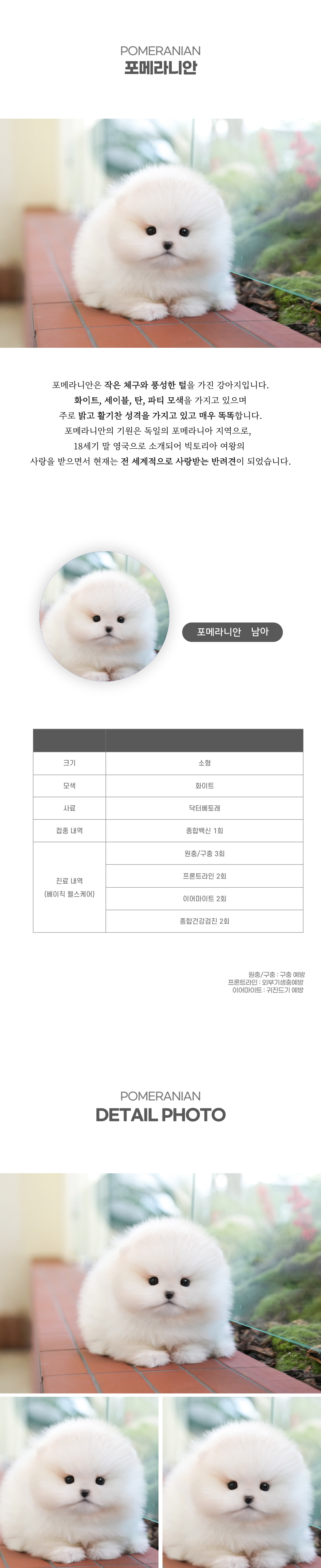 포메라니안_상세이미지_2