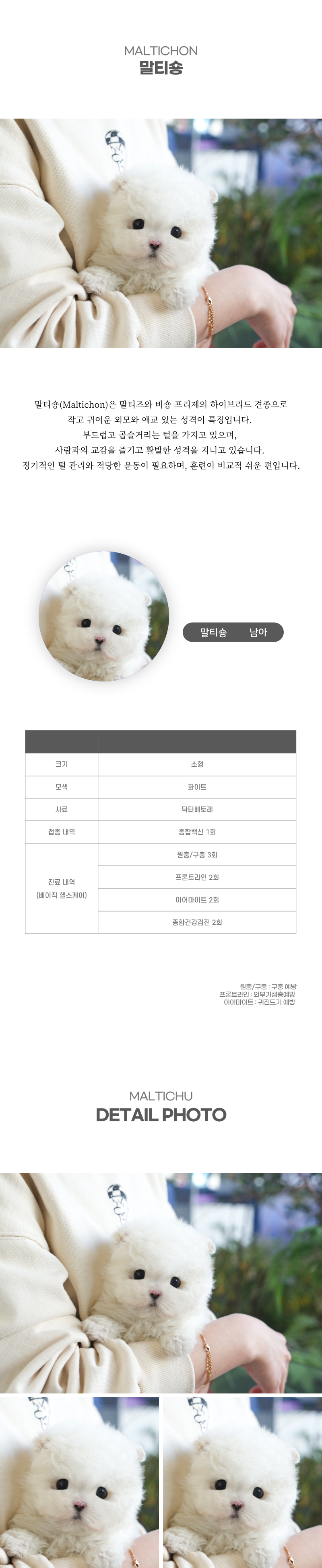 말티숑_상세이미지_2