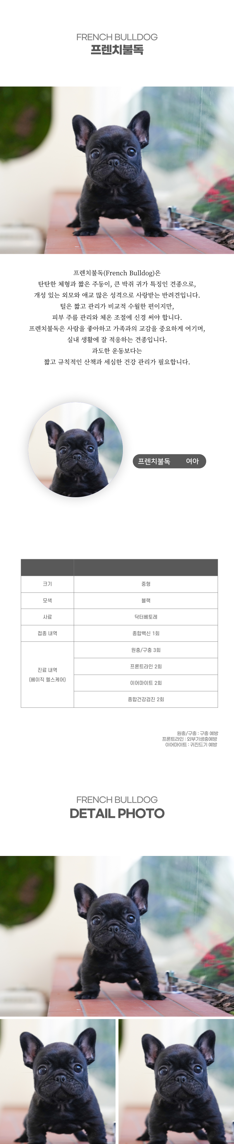 프렌치불독_상세이미지_2