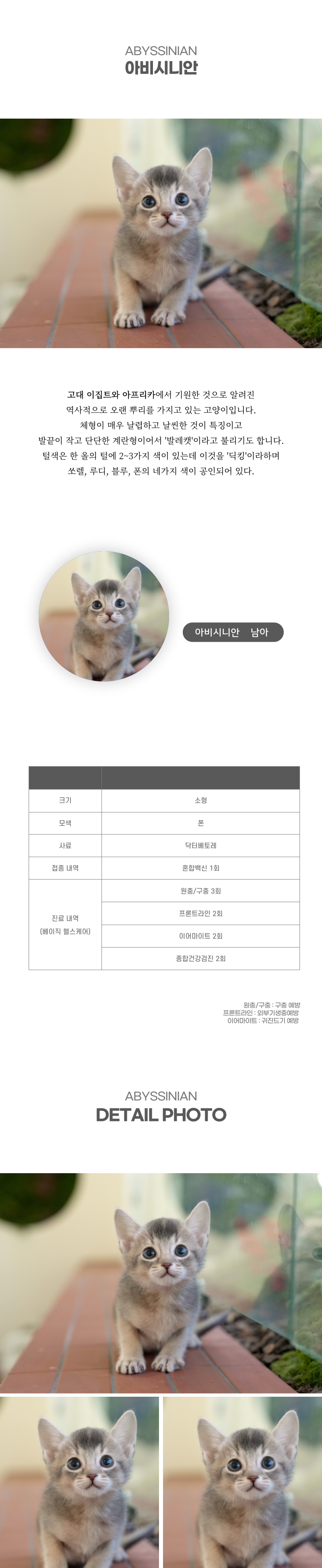 아비시니안_상세이미지_2