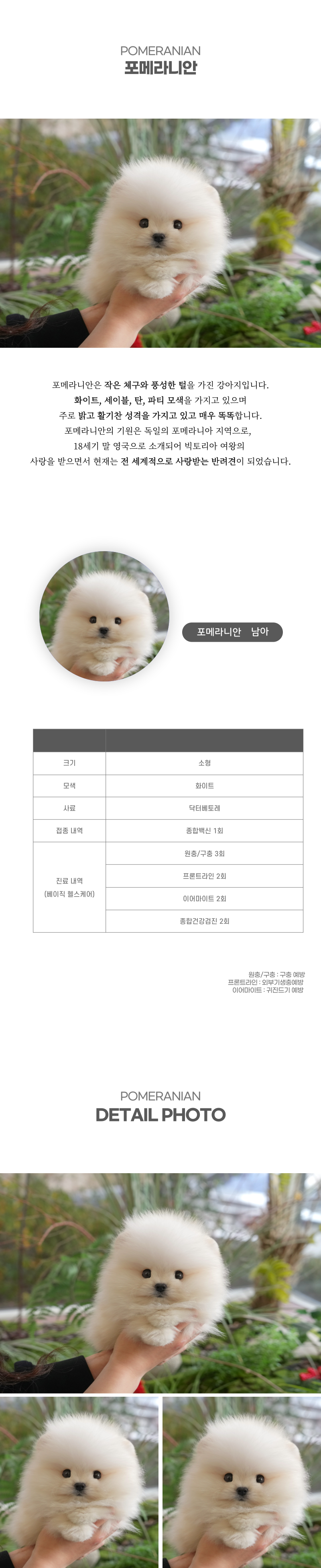 포메라니안_상세이미지_2