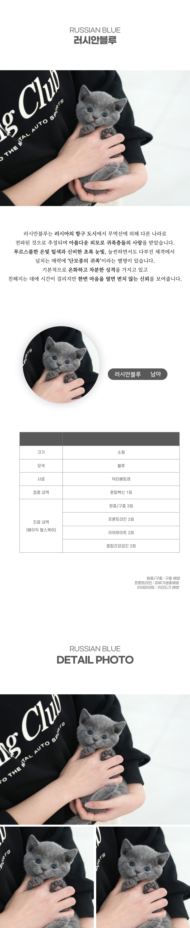 러시안블루_상세이미지_2