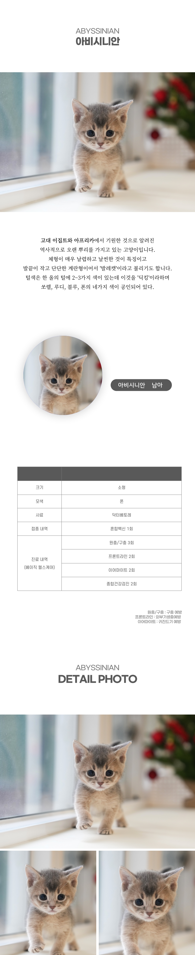 아비시니안_상세이미지_2