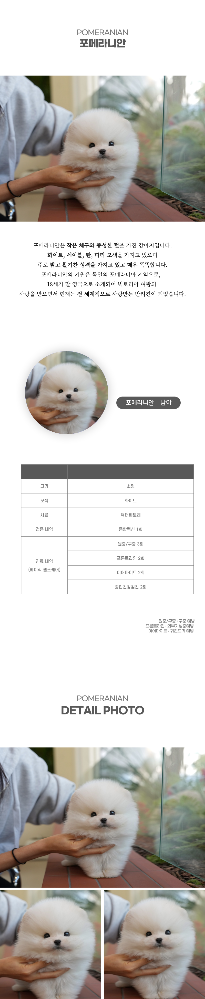 포메라니안_상세이미지_2