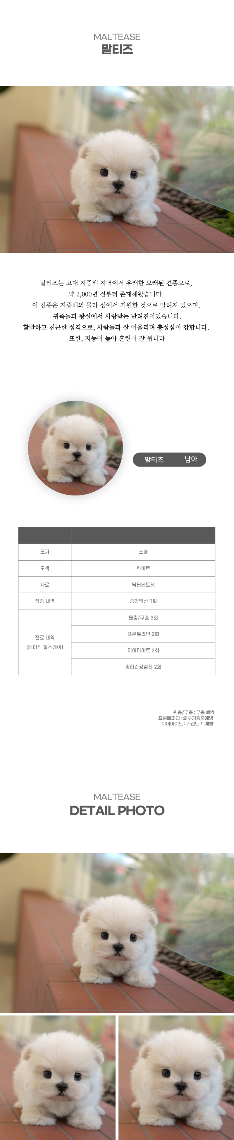 말티즈_상세이미지_2