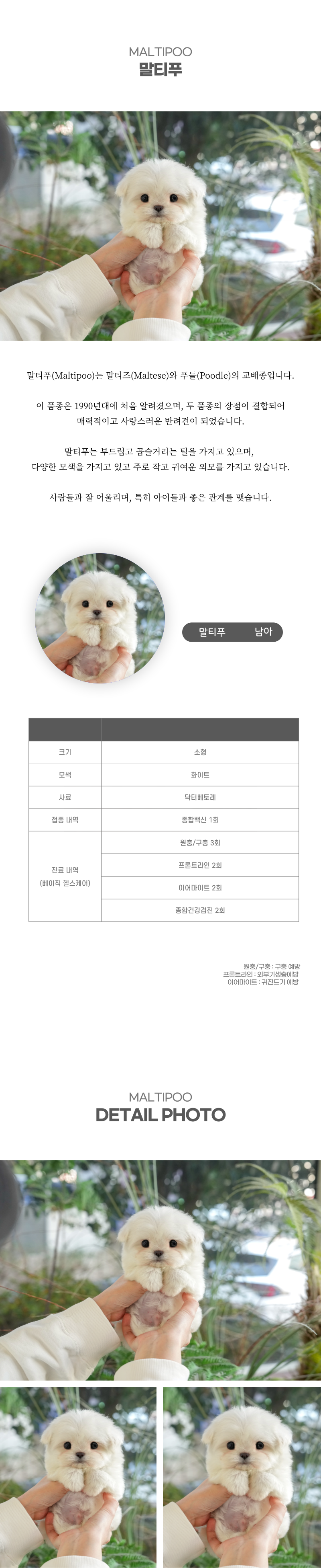 말티푸_상세이미지_2