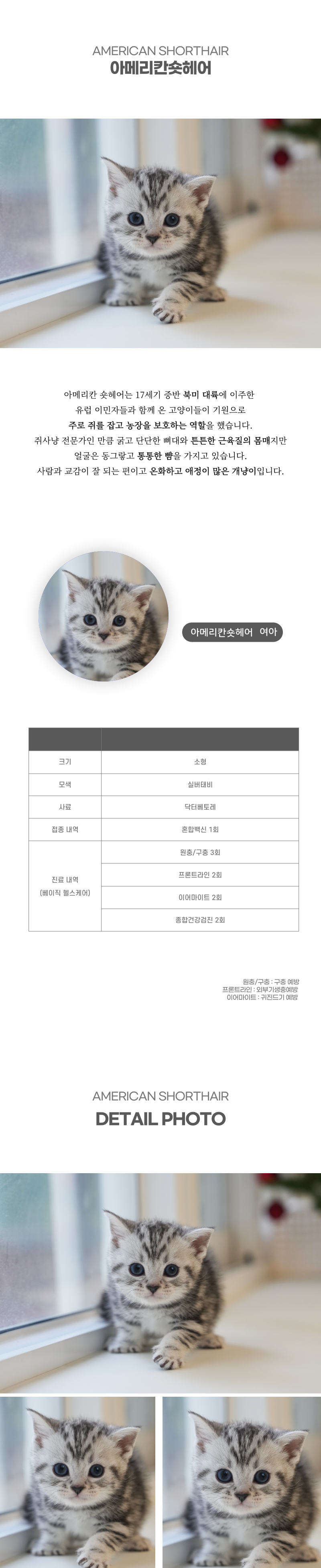 아메리칸숏헤어_상세이미지_2