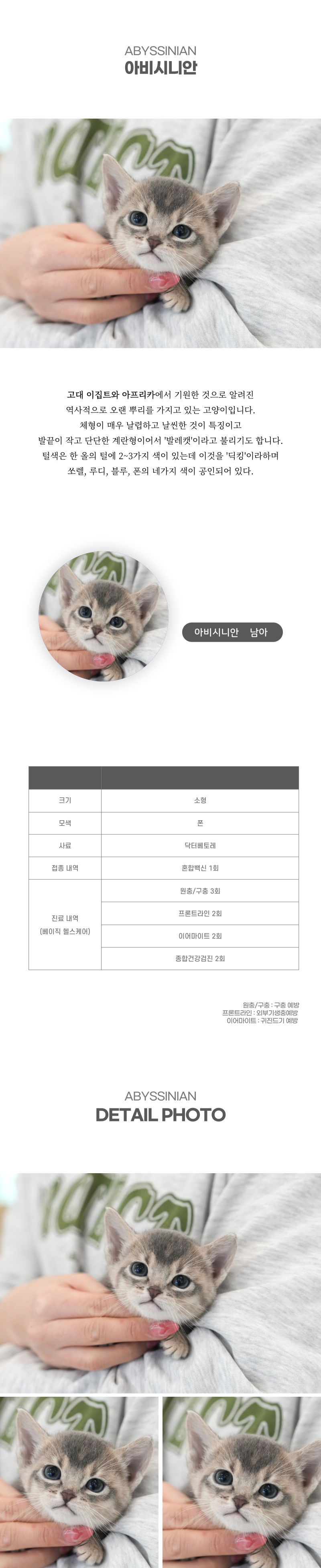 아비시니안_상세이미지_2