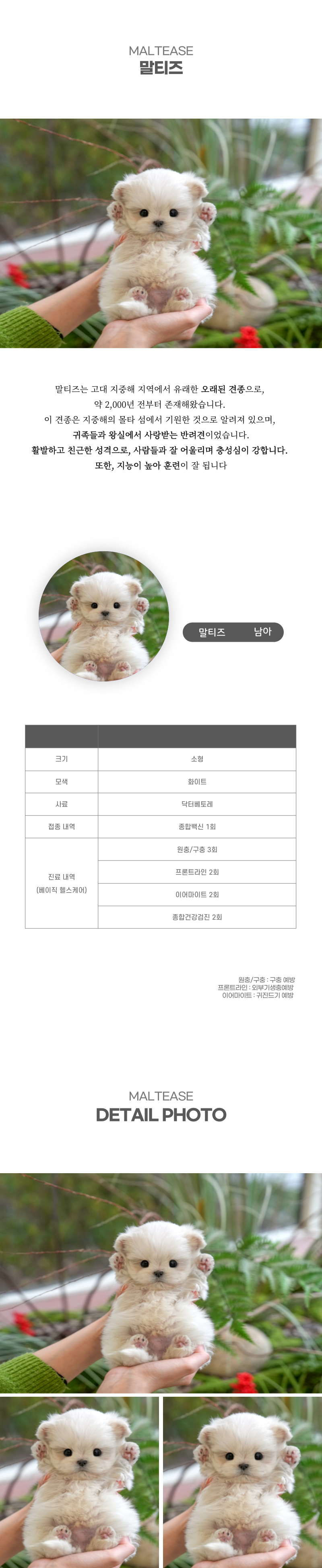 말티즈_상세이미지_2