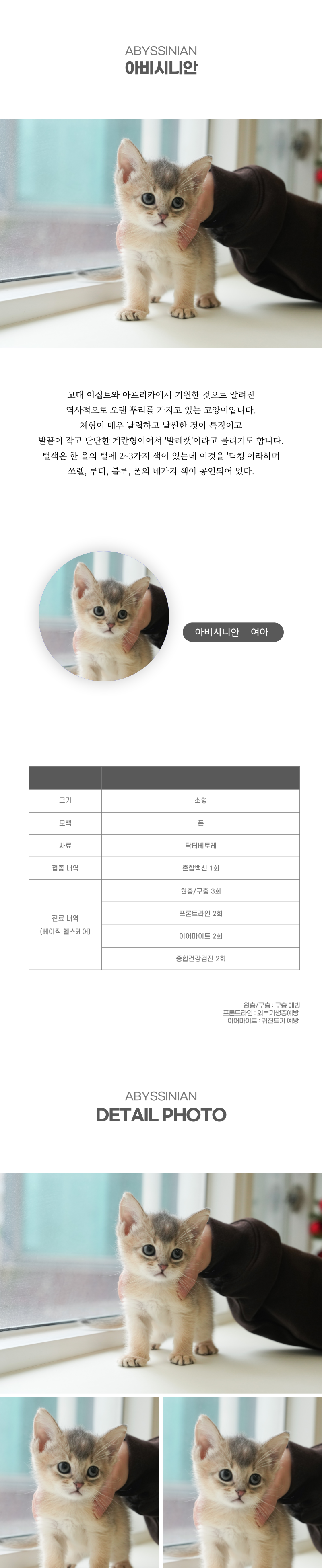 아비시니안_상세이미지_2