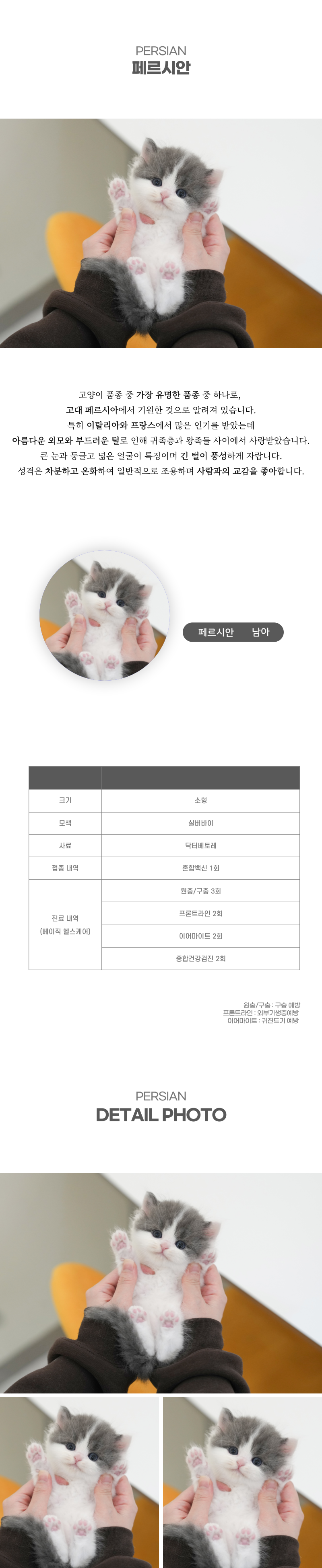 페르시안_상세이미지_2