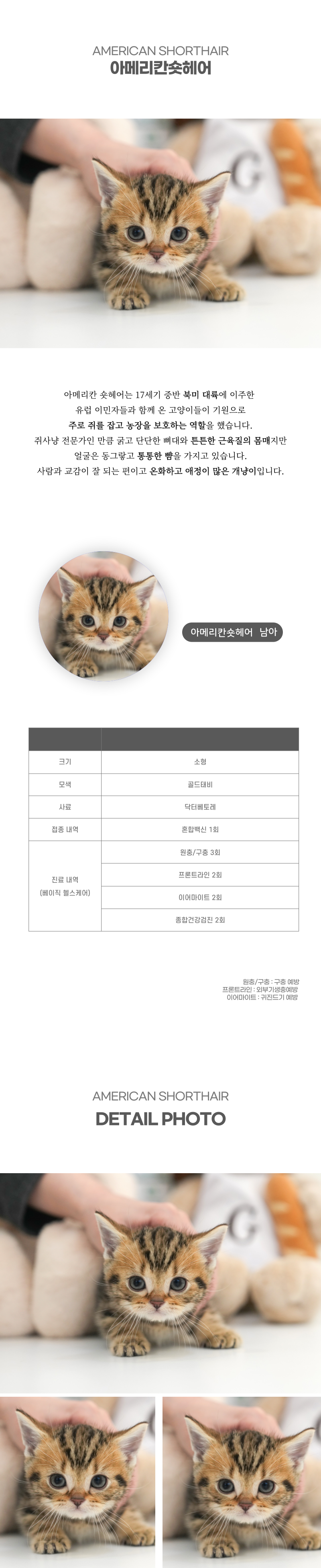 아메리칸숏헤어_상세이미지_2